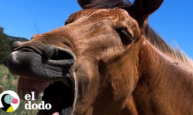 "Cebrallo" agradece de la forma más dulce a su salvador | El Dodo