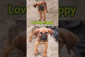 "Meet the Cutest Puppy Street Dog #dog #doglover #shorts