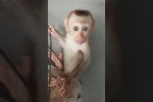 she play so lovely #monkey #monkeys #shorts #viral #shortsvideo #youtubeshorts #monkeyvideo #animals