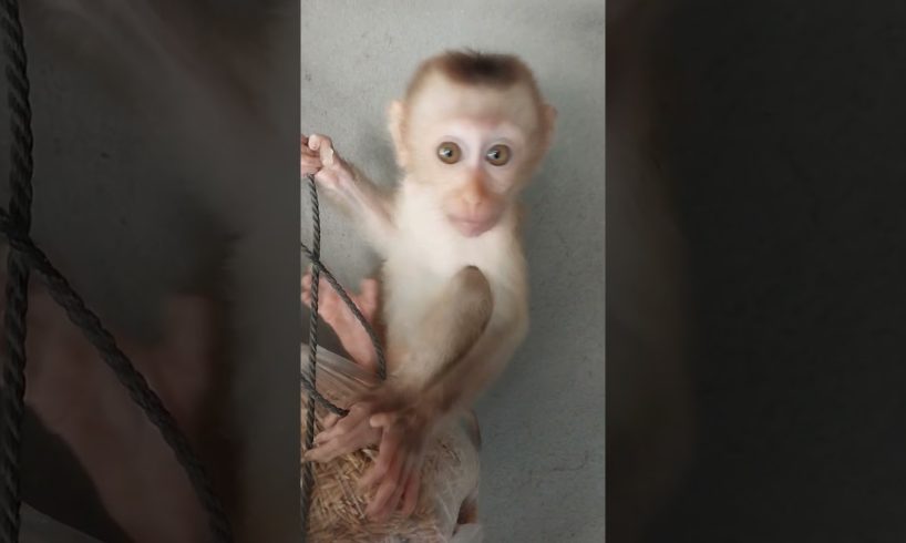 she play so lovely #monkey #monkeys #shorts #viral #shortsvideo #youtubeshorts #monkeyvideo #animals