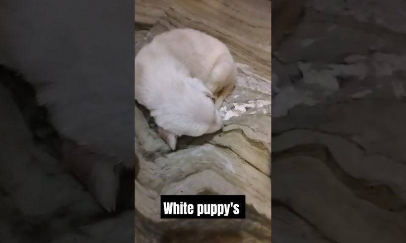 white cute puppies #cute #cutebaby #puppies #pets #petlovers #trending #cute #adorabledog