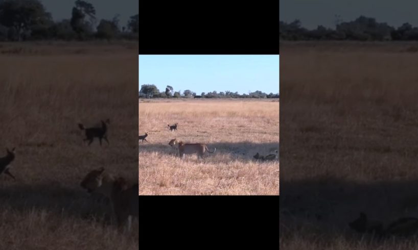 wild dog escapes from lion||#shorts #facts #animals