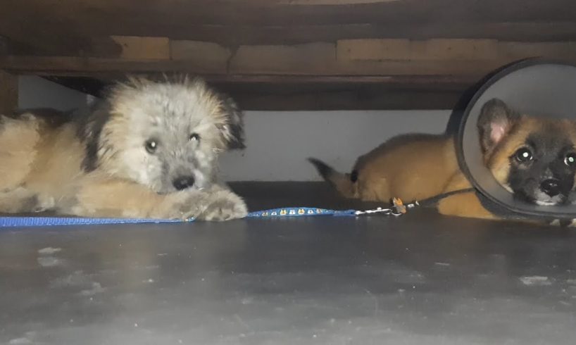 zubi dubi ki jodi | best friends | Cutest puppies | desi mix pomeranian puppie | lhasa apso puppy