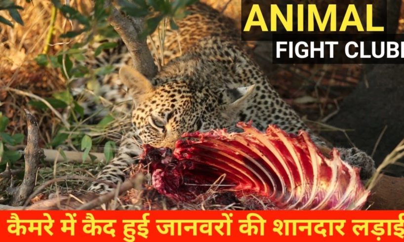 कैमरे में कैद हुई जानवरों की शानदार लड़ाई  | Craziest Animal Fights Caught on Camera
