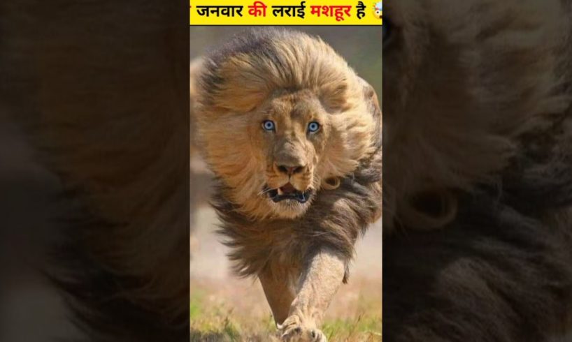 जंगली जानवरों की सबसे भयंकर लड़ाइयां | Craziest Fights of Wild Animals Animal Fights in Hindi #shorts