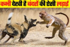 जब बंदर की हुई दूसरे जानवरों से लड़ाई | Monkey Fight With Other Animals