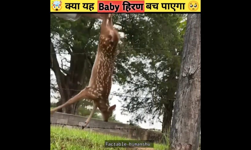 हिरण का बच्चा मरते - मरते बच गया 😱|| #shortsfeed #shorts#rescue#facts