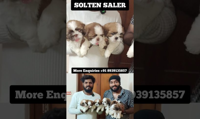 செம்ம Cute Puppies 🐕 #shortsfeed #soltensaler  #petsales #dogsales #petshop #pets #viral #kgf #pet