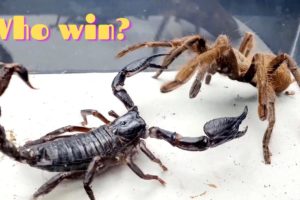 10 CRAZIEST INSECT FIGHTS CAUGHT ON CAMERA OF INSECT STORIES
