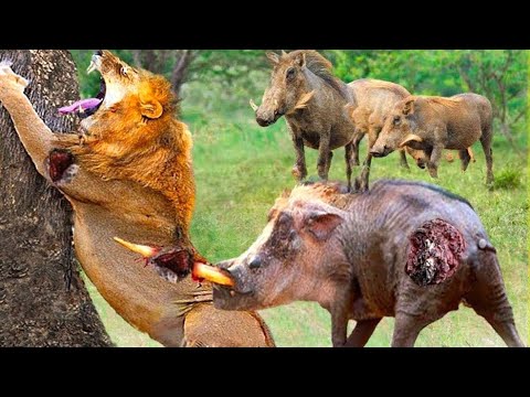 10 Incredible Moments! Warthog Suddenly Defeated The Lion | Animal Fight