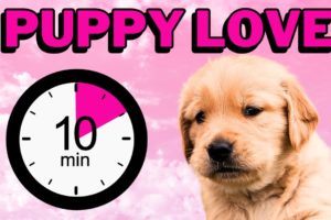 10 Minutes Of The Cutest Puppies