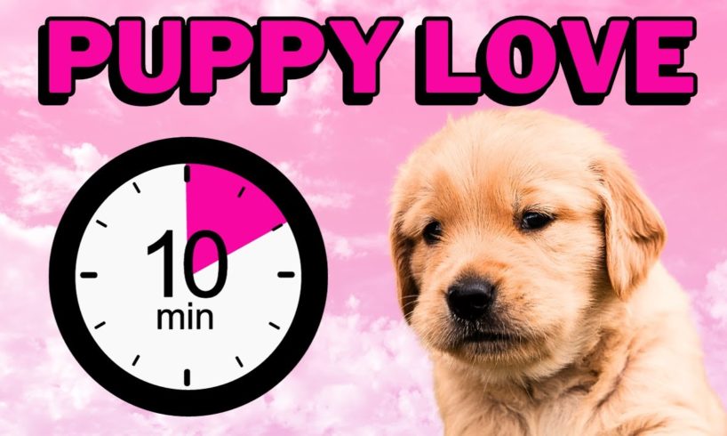 10 Minutes Of The Cutest Puppies
