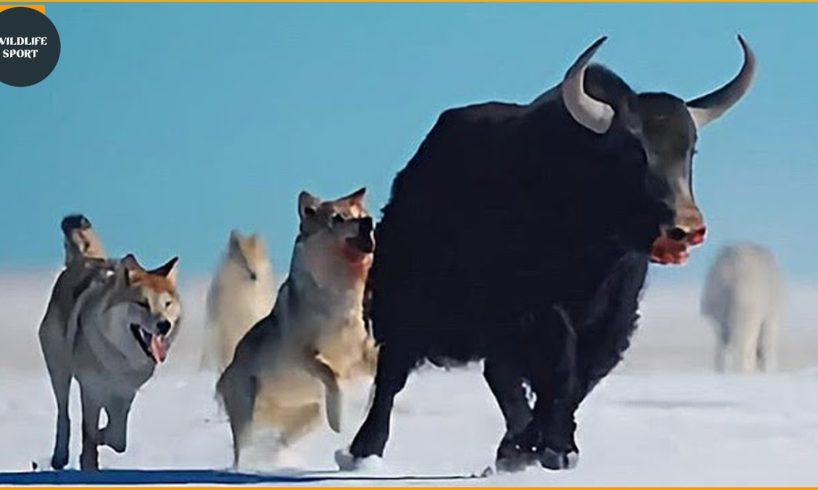 10 Moments When Clever Wolves Show Power | Animal Fight