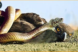 10 Sad Moments When Eagles Become Prey | Animal Fight