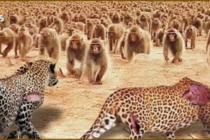 100 Angry Baboons Attack A Leopard When Entering Their Territory, What Happens Next? | Animal Fight