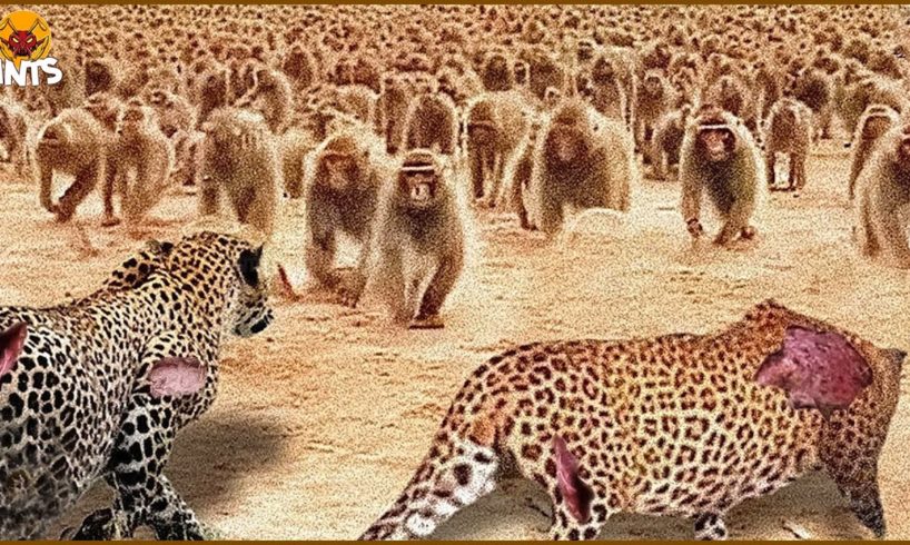 100 Angry Baboons Attack A Leopard When Entering Their Territory, What Happens Next? | Animal Fight