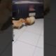 cute puppies love to play only one toy #shorts #puppy #cute #love #play #fun #funny #pleasesubscribe