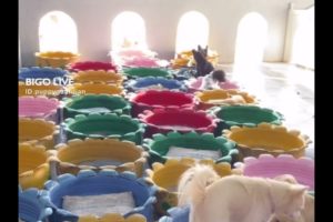 Cute Dog Collection, The World’s Cutest Puppies 🐶, Cutest Dogs Video Compilation Ever