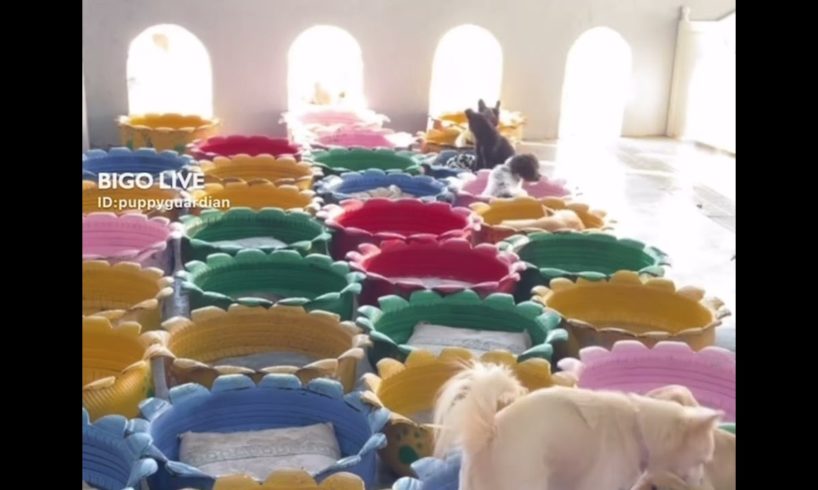 Cute Dog Collection, The World’s Cutest Puppies 🐶, Cutest Dogs Video Compilation Ever