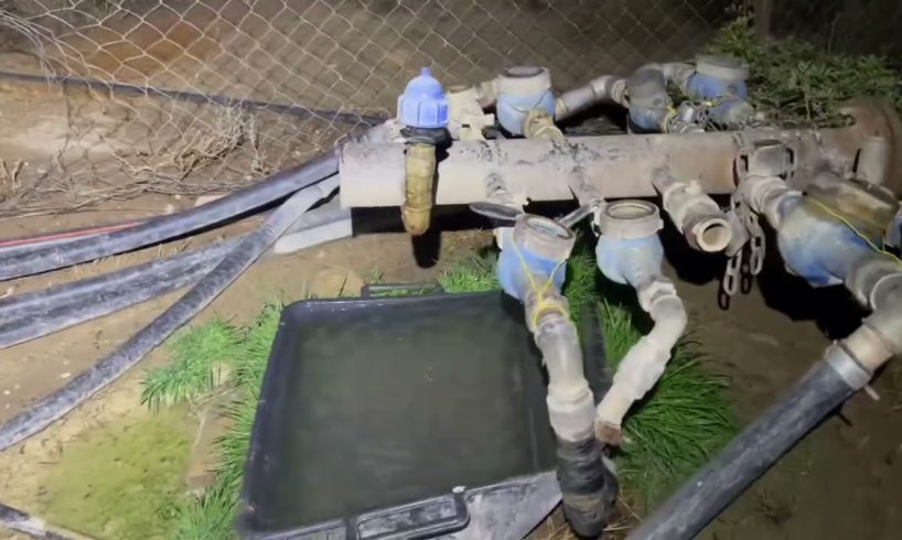 Feeding happy stray cats around the shelter at the night time ❤️- Takis Shelter