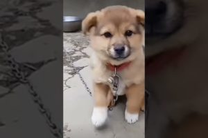 cutest puppy barking🐶🐕💕💗❤😍  beautiful puppy bark🐕😲💗❤🙈😲🐶 #happy #dog #trending #shorts #viral