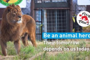 Be an Animal Hero 🦸♀️🐾 | Their Tomorrow Depends on Us Today. | FOUR PAWS