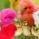 Cute Bunnies,Ducklings,Rabbits and Funny And Adorable animals Playing,Cute Cute animals Video #11