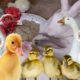 Cute Bunnies,Ducklings Funny And Adorable animals Playing,Cute Cute animals Videos