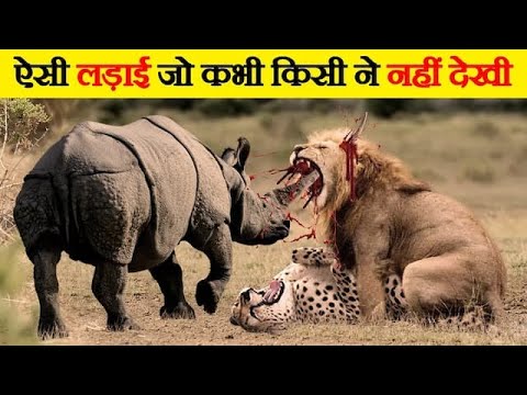 जंगली जानवरों की सबसे भयंकर लड़ाइयां | Craziest Fights of Wild Animals | Animal Fights in Hindi