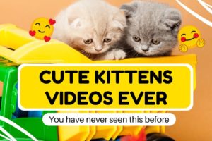 Cute baby animals Videos Compilation cutest moment of the animals - Cutest Puppies