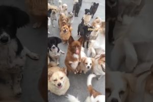 cute puppies dance❤💗🐕 beautiful puppies🤗❤💕 #dog #puppy #happy #cute #trending #shorts #viral #short