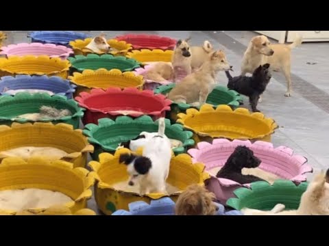 Cute Dog Collection, The World’s Cutest Puppies 🐶, Cutest Dogs Video Compilation Ever