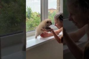 2 minutes of the World's CUTEST Puppies!