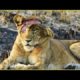 20 Moments Lion Brutal Fight To Last Breath Due While Defending Their Territory,What Happened After?