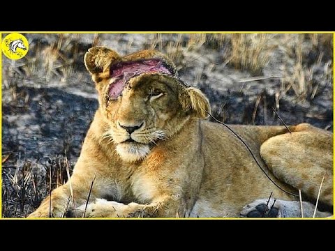 20 Moments Lion Brutal Fight To Last Breath Due While Defending Their Territory,What Happened After?