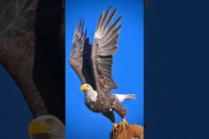 2023 Eagle and 5000bce Eagle #animals #goldeneagle #shortvideo