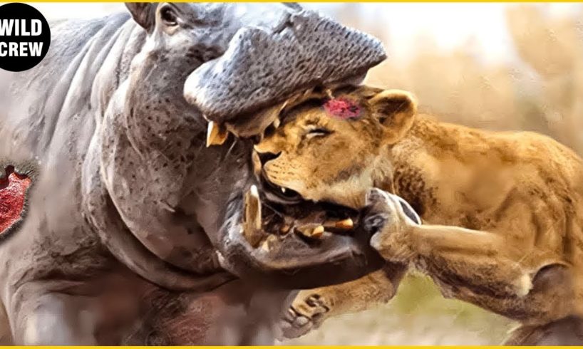 30 Craziest Animal Fights Of All Time Caught On Camera | Animal Moments