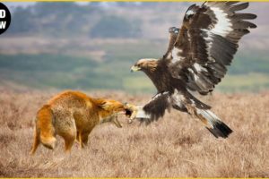 30 Craziest Moments Animal Fights Of ALL TIME | Animal Moments