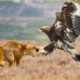 30 Craziest Moments Animal Fights Of ALL TIME | Animal Moments