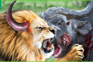 30 Incredible Moments Lion King And Crazy Buffalo Fight | Animal Fight