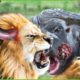 30 Incredible Moments Lion King And Crazy Buffalo Fight | Animal Fight