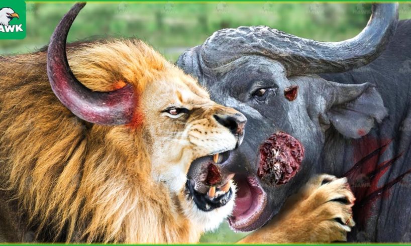 30 Incredible Moments Lion King And Crazy Buffalo Fight | Animal Fight