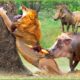30 Incredible Moments! Warthog Suddenly Defeated The Lion | Animal Fight