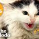 30 Minutes Of Our Favorite Feel-Good Animal Stories | The Dodo