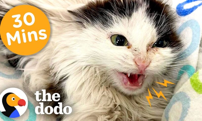 30 Minutes Of Our Favorite Feel-Good Animal Stories | The Dodo