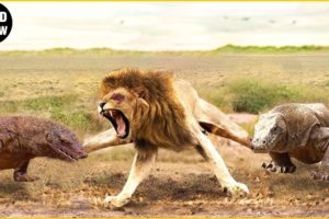 30 Moments Craziest Animal Fights Of All Time | Animal Moments