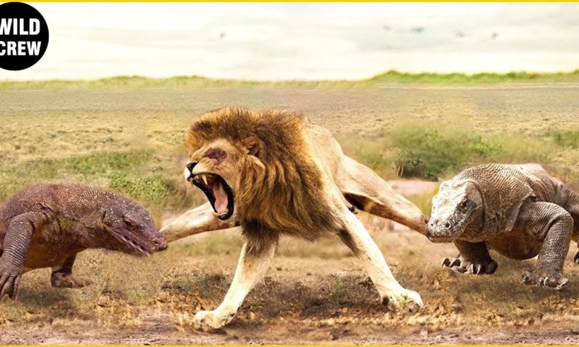 30 Moments Craziest Animal Fights Of All Time | Animal Moments