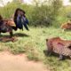 30 Moments Eagle Attacked Cub Before Mother Leopard Arrived, What Happens Next? | Animal Fighting