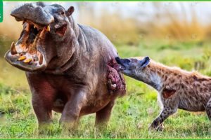 30 Moments Poor Hippo Gets Injured By Lions And Hyenas | Animal Fight