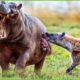 30 Moments Poor Hippo Gets Injured By Lions And Hyenas | Animal Fight